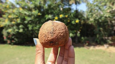 Popüler Hint Ağız Temizleyicisi yemekten sonra yenir, rezene tohumlarından yapılır, susam tohumları