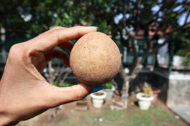 Sapota meyvesi veya Chikoo meyvesi tutan kişi, tatlıdır. Sapodilla içinde tohum olan tropikal bir meyvedir.