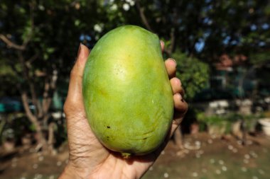 Lezzetli Mango meyvelerini tutan eller tabakta, meyvelerin kralı Mango Kesar keri çeşidi.