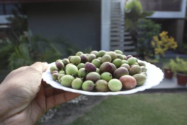 Karonda fruit on fruit. Bengal-currant or Carandas-plum , carissa carandas in green and red color clipart