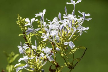 Plumbago Auriculata ya da Pelerin Leadwort ya da Mavi Plumbagi Çiçekli Çalı Bitkisi. Mavi renk çiçek demeti