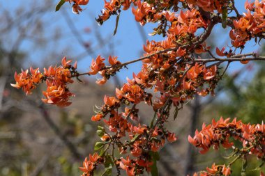 Palash ağacında kırmızı-turuncu Palash çiçekleri çiçek açtı. Portakal çiçeği ağacı. Holi festivalinde bahar mevsimi çiçek açıyor