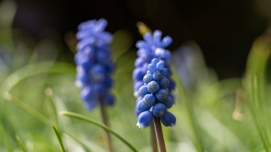 Muscari grape hyacinth blossoms