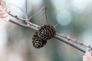 close up of two larch cones on a branch