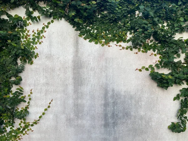 Foglie Verdi Grunge Sfondo Muro Cemento Texture — Foto Stock