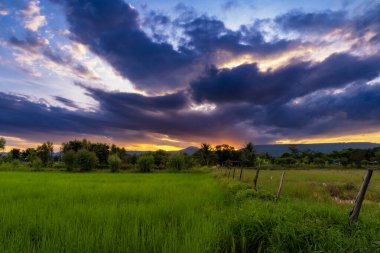 Doğal manzaralı pirinç tarlası ve Tayland 'da günbatımı