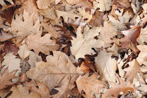 Kahverengi Meşe Kayın Yaprakları Yere Dökülür Sonbahar Doğal Arka Planı — Stok fotoğraf