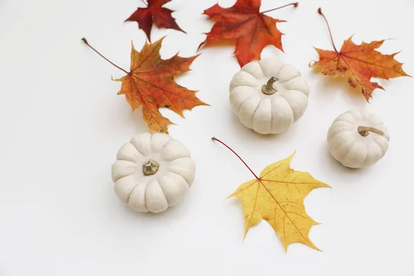 Herbst Natürliches Stillleben Bunte Ahornblätter Und Kleine Weiße Kürbisse Isoliert — Stockfoto