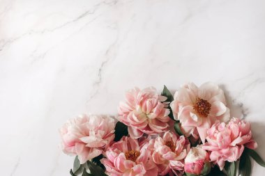Bahar kadınsı web pankartı, kompozisyon. Mercan pembe şakayıklar beyaz mermer masa zemininde çiçek açarlar. Boşluk. Düz yerde, üst tarafta. Blog için fotoğraf, doğal stil fotoğrafı. Kimse yok..