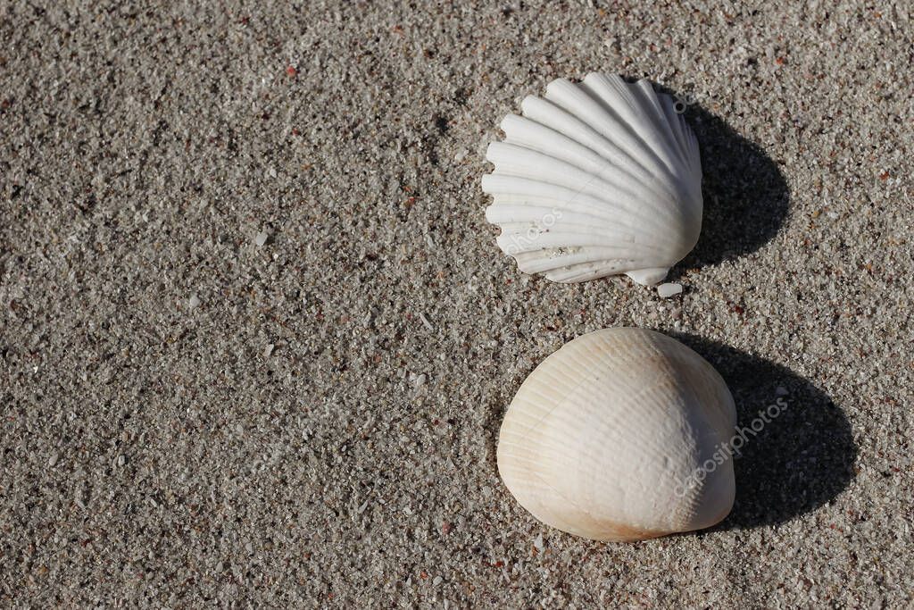 Closeup of white and beige scallops on golden sandy beach. Pilgrims