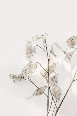 Güzel, kremalı, kurutulmuş Lunaria Annua buketi. Gümüş dolar para, bej duvara karşı dürüstlük tohumu. Seçici odaklanma, dikey arkaplan. Çiçekli ev dekorasyonu, doğadaki güzellik..