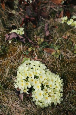 Pastel çiçeklerinin karamsar yakın çekimi. Sık rastlanan çiçek, primula vulgaris. Ormanda bir avuç İngiliz çuha çiçeği. Bahçede ilkbahar çiçekleri. Doğada güzellik, bulanık çimen arka planı. Dikey