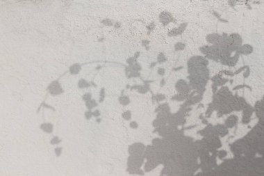 Tarafsız bej duvar arka planında güzel çiçek yaprakları var. Bulanık okaliptüs dalları, gün ışığında siluet. Kırpılmış eski beyaz duvar arkaplan dokusu, doğal afiş.