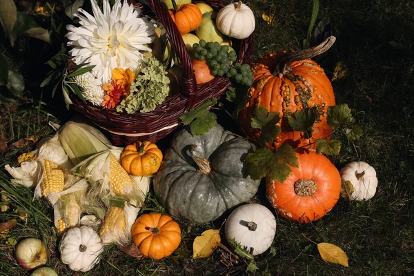 Prachtige Herfst Tuin Oogst Samenstelling Rieten Mand Met Appels Dahlia — Stockfoto