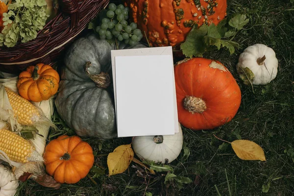 Autumn stationery outdoor still life. Blank greeting card, invitation mockup. Pumpkins, corns and grapes fruit on grass in sunlight. Moody fall garden harvest composition, Thanksgiving holiday concept