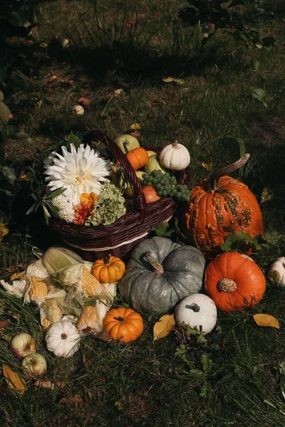 Mooie Zonnige Herfst Tuin Oogst Samenstelling Rieten Mand Met Appels — Stockfoto