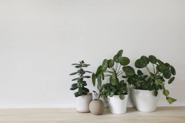 Ev bahçesinin modern kompozisyonu. Güzel yeşil tropikal bitkiler, sulu bitkiler. Pilea ve crassula farklı tasarım kaplarında. Botanik iç tasarımı çok şık. Bahçe işleri, dekor konsepti, ahşap masa..