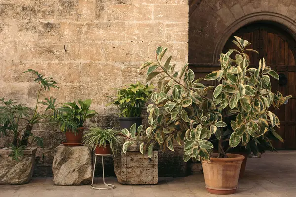 有盆栽的旧庭院 不同的软体动物 斐洛登龙 花盆中的叶绿素 古式历史沙岩墙 背景为木门建筑 西班牙庭院 — 图库照片#