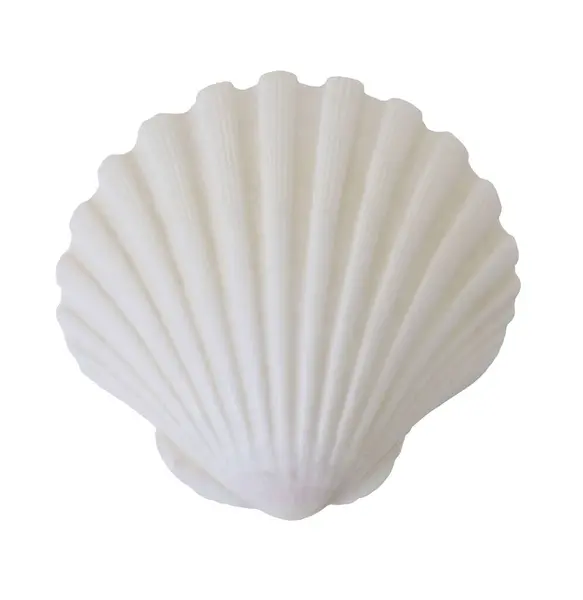 White Elegant Sea Jacobean Scallop Shell Isolated Background Marine Auqatic — Photo