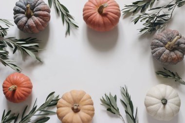 Sonbahar kompozisyonu. Çerçeve, zeytin dallarından yapılmış çiçek çelengi, beyaz arka planda izole edilmiş çeşitli pembe, turuncu ve beyaz balkabakları. Sonbahar, Şükran Günü ya da Cadılar Bayramı. Flatlay, üst görünüm