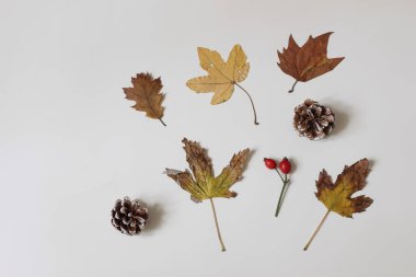 Beyaz masa arkasında renkli kuru sonbahar akçaağacı, meşe yaprakları ve çam kozalaklarının bileşimi. Doğal çiçek bileşimi, kırmızı gül kalçalı desen. Düz yatıyordu. Üst Manzara. Şükran Günü.