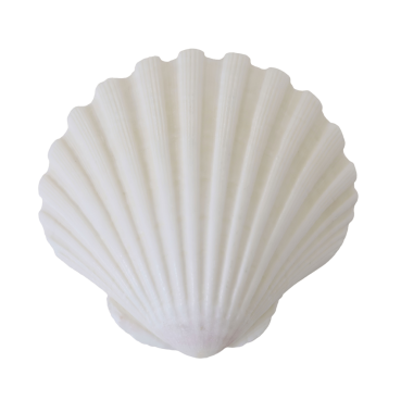 Beyaz zarif deniz jakoben deniz tarağı kabuğu arka planda izole edilmiş. Deniz yaban hayatı hayvanı, deniz kabuğu. Yumuşakça. Yaz seyahati, deniz ürünleri konsepti.