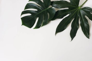 Koyu yeşil aralia ve beyaz masa arkasında izole edilmiş canavar yaprakları. Su damlaları olan gür yapraklar. Modern minimum çiçekli natürmort. Tropik tasarım. Doğal düz döşeme, üst görünüm, kopyalama alanı.