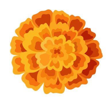 Bir sarı turuncu kadife çiçeği. Hint çiçekli çelenk toranı için çiçek süslemesi. Zendu çiçeği arka planda izole edilmiş. Diwali, Halloween Dia de los Muertos bayram kutlaması. Vektör
