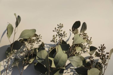 Kuru okaliptüs ağaçları buketi, böğürtlen ve çiçeklerle yakın plan. Tarafsız, bulanık bej arka plan. Seçici odaklanma. Çiçekli ev dekorasyonu. Dekoratif yeşillik bileşimi. Boşluğu kopyala