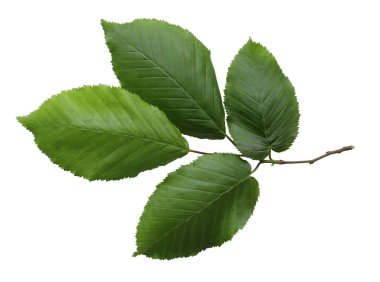 Hornbeam 'in taze yeşil dalı. Parlak yapraklar, doğal yapraklar. Canlı yaprak kümesi, yemyeşil süsleme. Tasarım projeleri için botanik doğal element, şeffaf arkaplan, düz yatay, üst