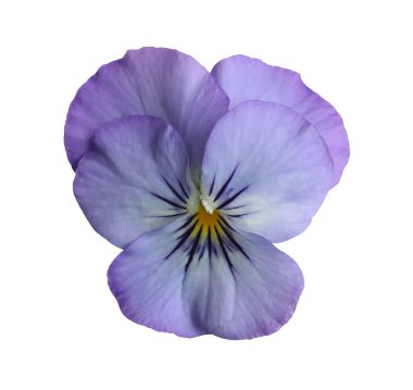 Şeffaf arkaplanda izole edilmiş sarı merkezli canlı mavi menekşe nonoş çiçeğine yakın çekim. Yenilebilir çiçek. Dekoratif doğal çiçek elementi, bahçe bitkisi, düzlük, üst manzara.