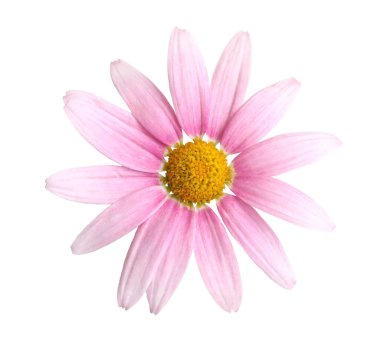 Sarı merkezli pembe papatya çiçeğine yakın çekim. Şeffaf arkaplanda ince yapraklar var. Marguerite papatya, Argyranthemum frutescens. Kasımpatı, dekoratif doğal çiçek elementi..