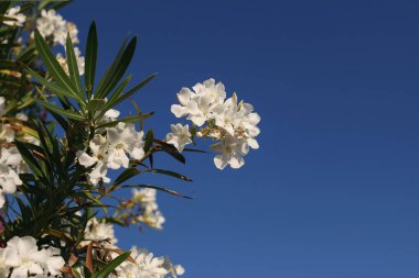 Çiçek açan zakkum çalılarının yakın çekimi, beyaz çiçekler, yeşil yapraklar, gün ışığında koyu mavi gökyüzü. Akdeniz bitkisi, bahçe. Bulanık dallar, seçici odak, boş kopya alanı. Çiçek bayrağı