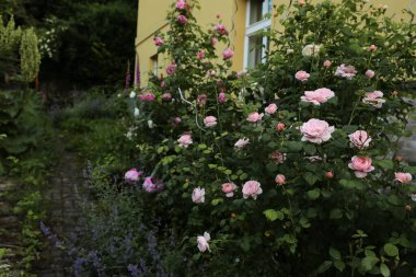 Romantik gül bahçesi. İngilizce, güller, yüksükotu ve nepeta. Evin arka planı bulanık. Yeşilimsi pembe çiçekler. Huysuz, güzel kır evi tarzı. İlkbaharda, yazın açık hava..