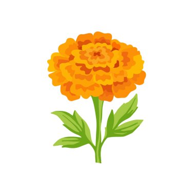 Yeşil yapraklı sarı turuncu kadife çiçeği. Hint şenlik çelengi Toran için çiçek süslemesi. Zendu çiçeği arka planda izole edilmiş. Diwali, Halloween Dia de Muertos bayramı, ector Illustration