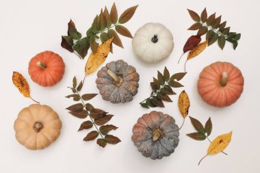 Güzel düz sonbahar kompozisyonu, durgun hayat. Renkli balkabakları, beyaz arka planda izole düşmüş yapraklar. Şükran Günü, Cadılar Bayramı mevsimsel web afişi. Sonbahar terfileri. Tebrik kartı tasarımı.