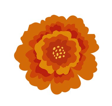 Bir portakal kadife çiçeği. Hint çiçekli çelenk toranı için çiçek süslemesi. Zendu çiçeği arka planda izole edilmiş. Diwali, Halloween Dia de los Muertos bayram kutlaması, vektör illüstrasyonu