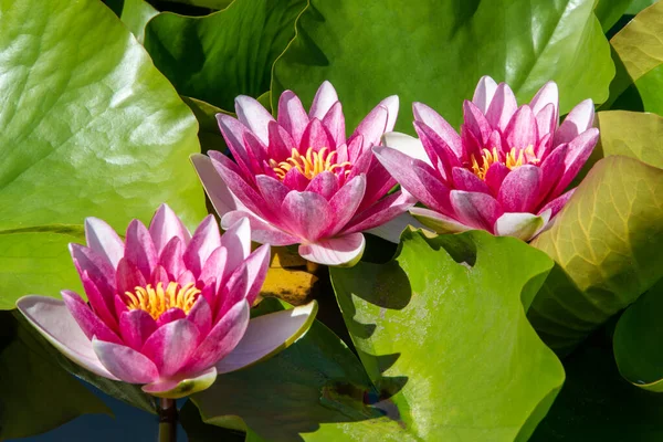 Güzel Pembe Nilüfer Çiçekleri Yazın Gölette Açar — Stok fotoğraf