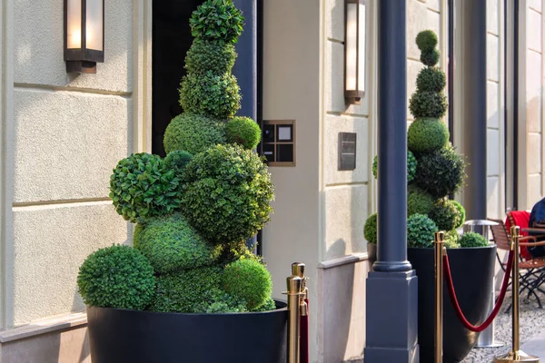 Dekorativní Zelené Keře Vchodu Hotelu Nebo Restaurace — Stock fotografie