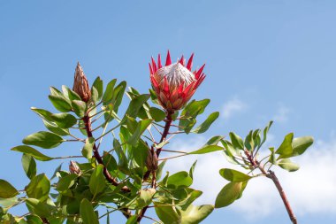 Kral Protea 'nın (Protea Cynaroides) çiçeği tam çiçeklenmiştir. Kral şeker çalısı, Güney Afrika 'nın ulusal çiçeği.
