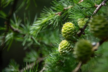 Bir dalda büyüyen yeşil kozalaklar, seçici odak, metin için alan. Güzel doğa arkaplanı.