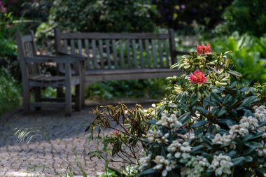 Halk bahçesinde çiçekli bankta. Yazın çiçek açan çalıları olan güzel bir doğal park. Güneşli bir günde, açık hava parkında basit bir ahşap bank..