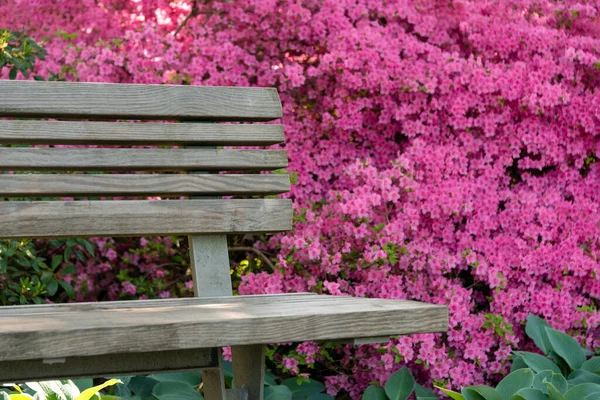 Bench with flowers in the public garden. Beautiful natural park with blooming bushes in the summer. Simple wooden bench in an outdoor park on a sunny day.