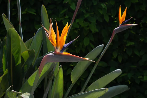Krásná Strelitzia Květina Letní Zahradě Tropické Exotické Květiny Bird Paradise Royalty Free Stock Obrázky