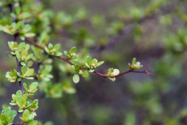 Odağını artırmak için bulanık bir zemin üzerine kurulmuş canlı yeşil yapraklarla süslenmiş bir çalı dalının ayrıntılı bir görüntüsü. Doğanın canlılığını ve bitki yaşamının dingin güzelliğini vurgular