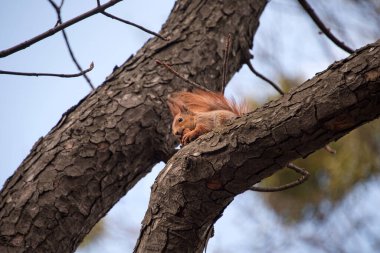 Çalı kuyruklu kırmızı bir sincap bir ağaç dalında yemek yiyor ve dinleniyor, sessiz bir açık havada, gün ışığında meraklı ve huzurlu görünüyor.