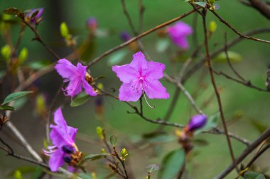 İlkbaharın başlarında tomurcuklanan yapraklarla dalda açan canlı pembe bir çiçek, bulanık bir arka planla çekilmiş doğanın yenilenmesini ve güzelliğini gözler önüne seriyor.