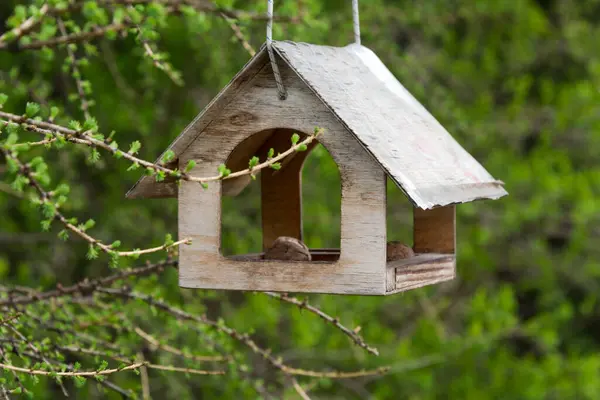 Yeşil bir orman ortamında ağaçta asılı duran ahşap kuş yemi. Küçük ahşap bir kuş besleme evi, yemyeşil yapraklarla çevrili bir ağaç dalından sarkıyor. Kuş yemi..