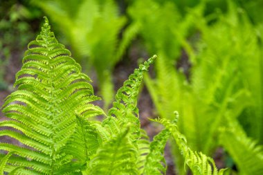 Canlı yeşil eğreltiotu yapraklarının yakın çekimi güneş ışığıyla aydınlatılıyor, taze ve canlı bir orman atmosferinde detaylı desenler ve dokular sergiliyor.