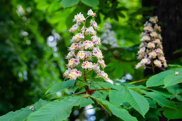 At kestanesi çiçeklerinin canlı çiçekleri detaylı doğal desenler sergiliyor, bulanık yeşil bir arka plan üzerine kurulmuş, doğanın narin güzelliğini ve karmaşık simetrisini vurguluyor.